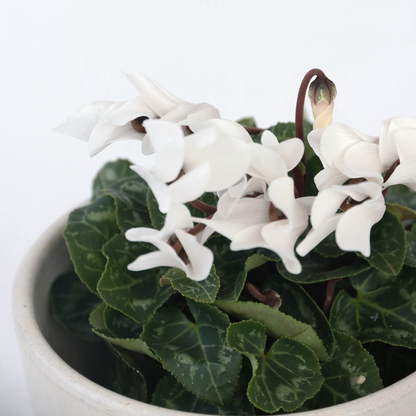 Cyclamen de Perse - Set de 3 - Cyclamen persicum - Hauteur 10-20cm - ⌀9cm - TD Plantz