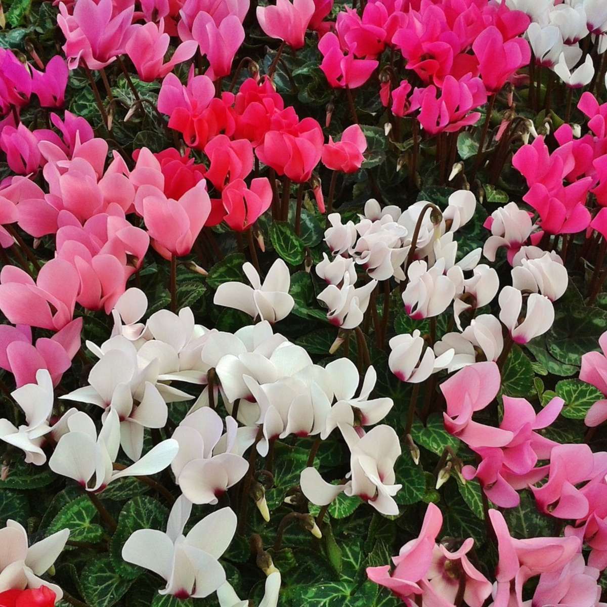 Cyclamen de Perse - Set de 6 - Cyclamen persicum - Hauteur 10-20cm - ⌀9cm