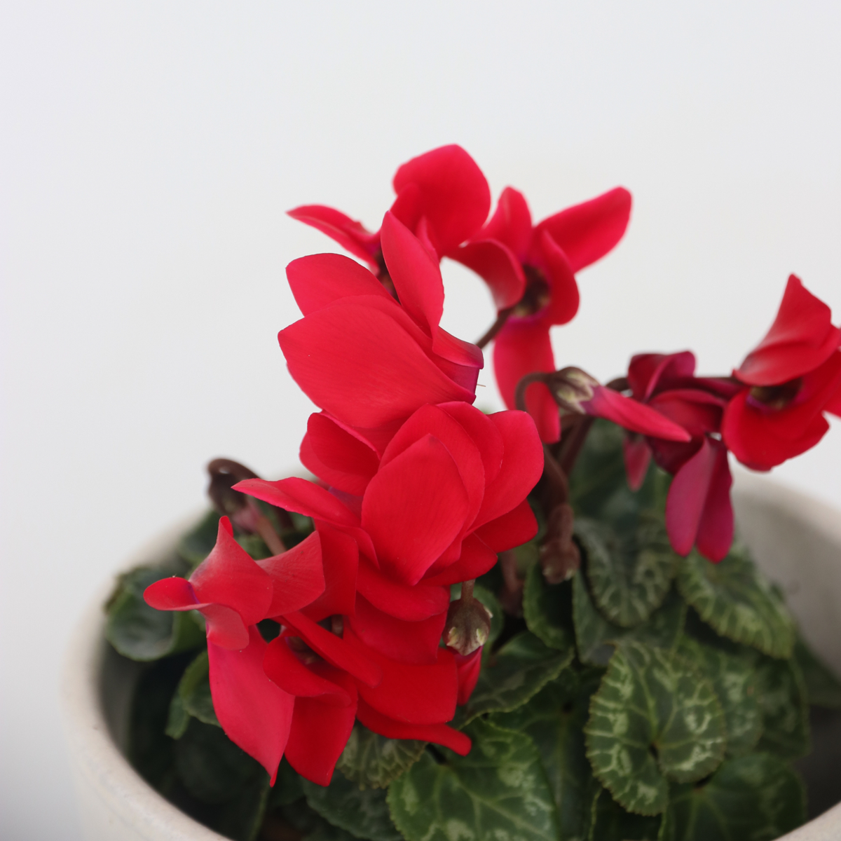 Cyclamen de Perse - Set de 6 - Cyclamen persicum - Hauteur 10-20cm - ⌀9cm