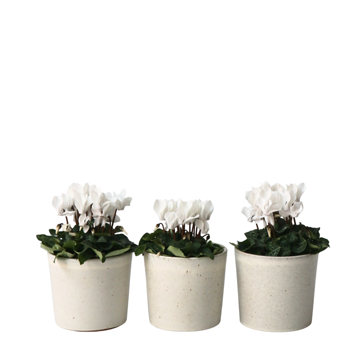 Cyclamen de Perse - Set de 6 - Cyclamen persicum 'Metis White' - H10-20cm - ⌀9cm
