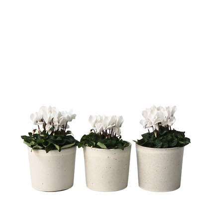 Cyclamen de Perse - Set de 6 - Cyclamen persicum 'Metis White' - H10-20cm - ⌀9cm