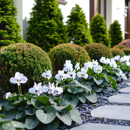 Cyclamen - 3 pcs. - Cyclamen persicum 'Metis White' - Height 10-20cm - ⌀9cm