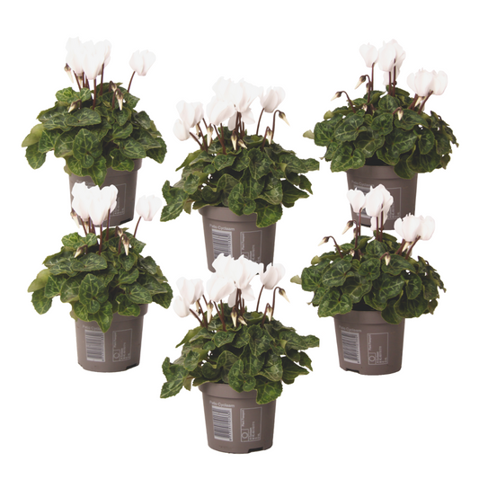 Cyclamen - 6 pcs. - Cyclamen persicum 'Metis White' - Height 10-20cm - ⌀9cm