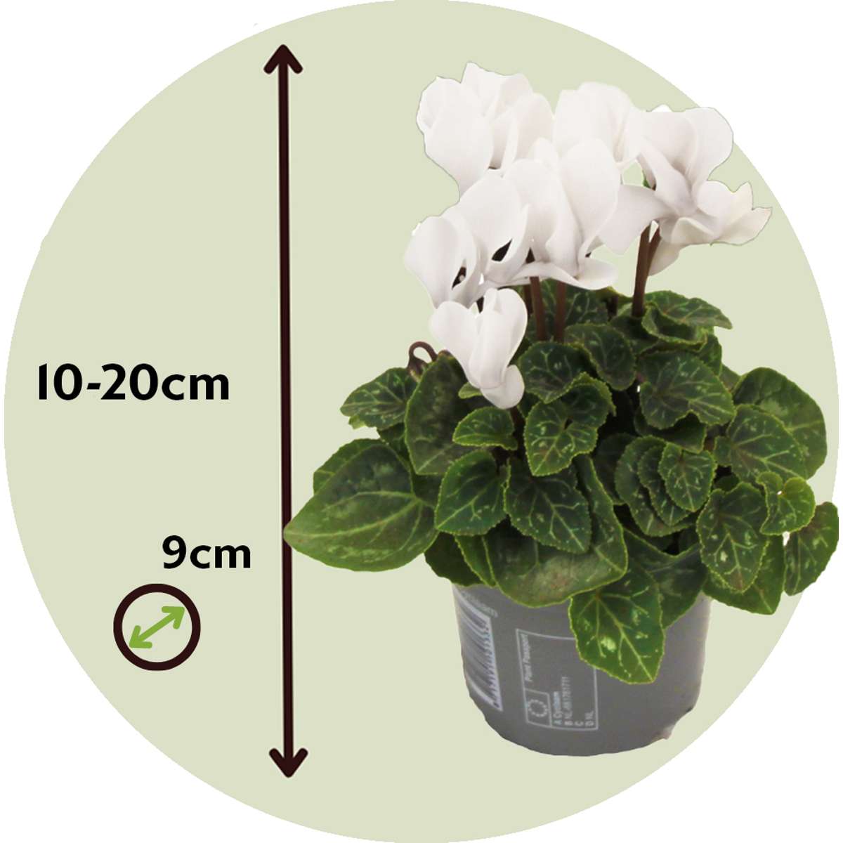 Cyclamen de Perse - Set de 6 - Cyclamen persicum 'Metis White' - H10-20cm - ⌀9cm