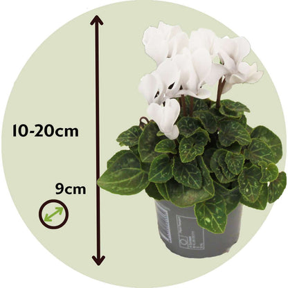 Cyclamen de Perse - Set de 6 - Cyclamen persicum 'Metis White' - H10-20cm - ⌀9cm