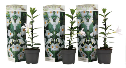 Mandevilla - 3 pcs. - Dipladenia sanderii 'Rio White' - Height 25-40cm - ⌀9cm