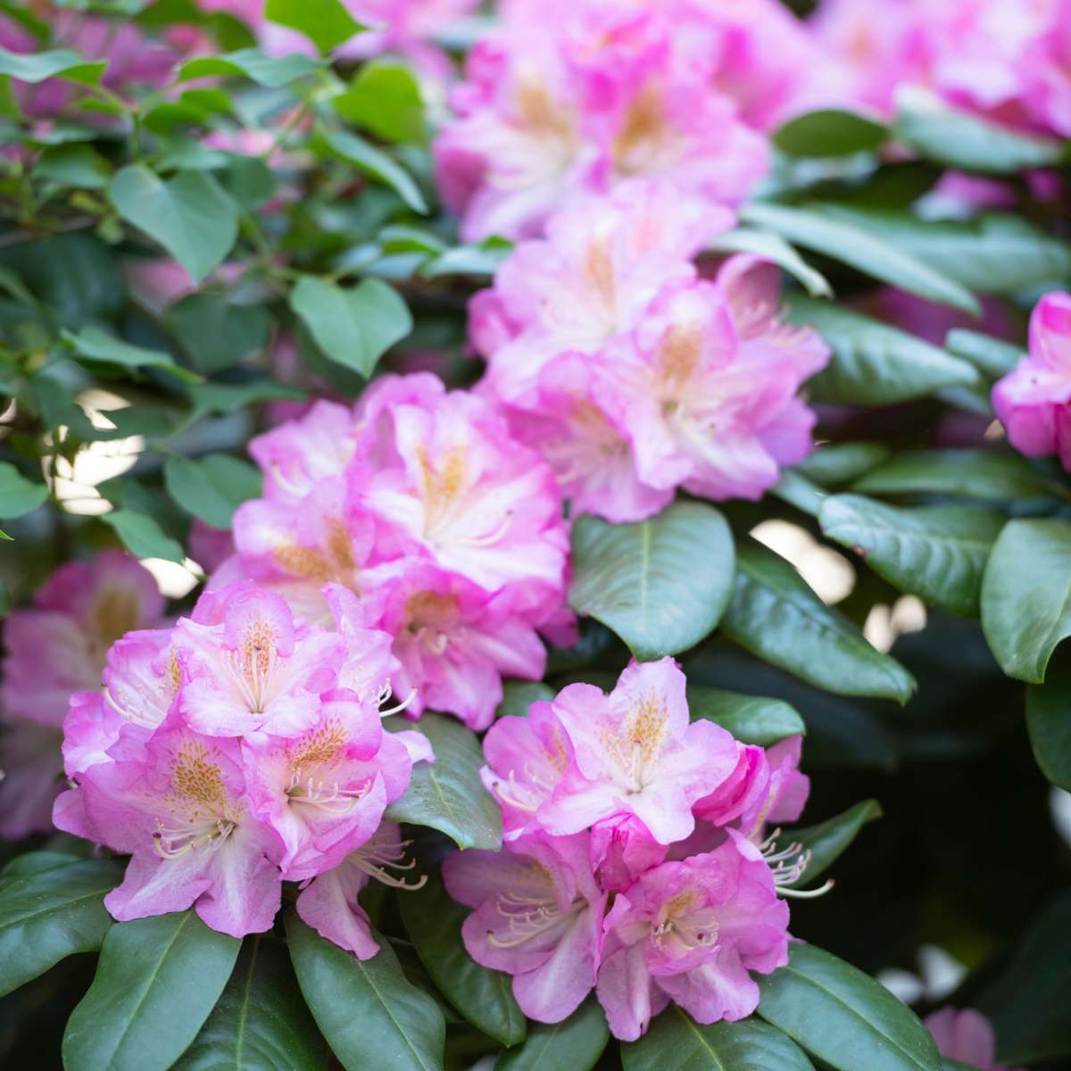 Buisson à fleurs - Set de 3 - Rhododendron roseum - Hauteur 25-40cm - ⌀9cm - TD Plantz