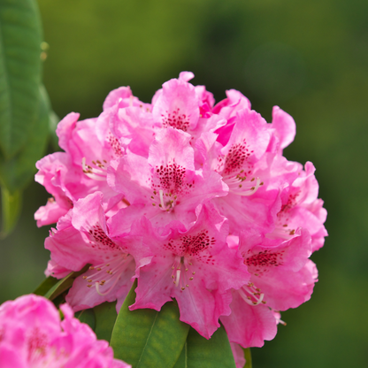 Buisson à fleurs - Set de 3 - Rhododendron roseum - Hauteur 25-40cm - ⌀9cm - TD Plantz