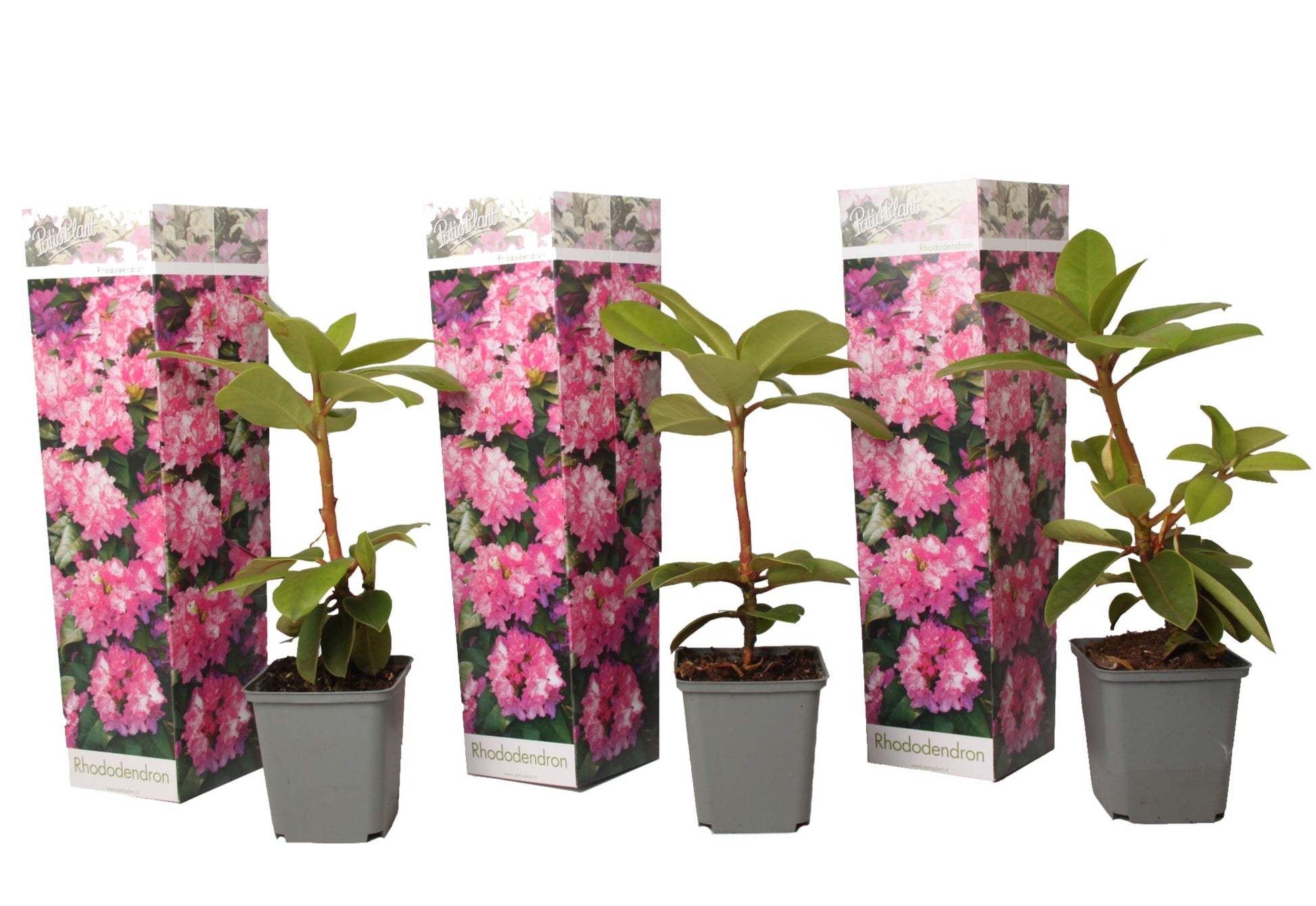 Buisson à fleurs - Set de 3 - Rhododendron roseum - Hauteur 25-40cm - ⌀9cm - TD Plantz