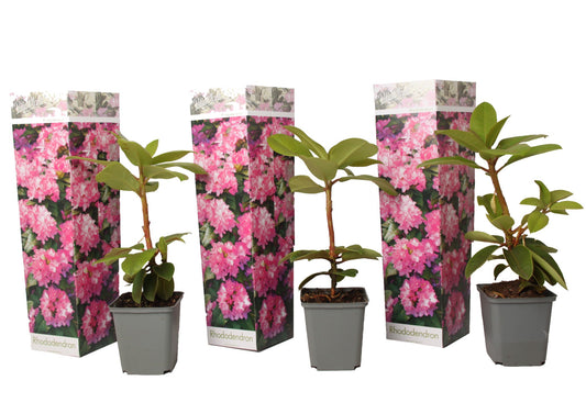 Rhododendrons - 3 pcs. - Rhododendron roseum 'elegans pink' - H25-40cm - ⌀9cm