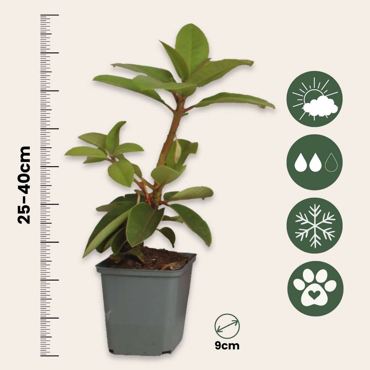 Buisson à fleurs - Set de 3 - Rhododendron roseum - Hauteur 25-40cm - ⌀9cm - TD Plantz