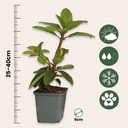 Buisson à fleurs - Set de 3 - Rhododendron roseum - Hauteur 25-40cm - ⌀9cm - TD Plantz