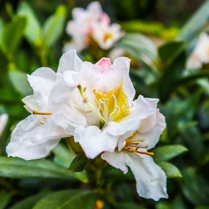 Buisson à fleurs - Set de 3 - Rhododendron 'Cunningham' - H25-40cm - ⌀9cm