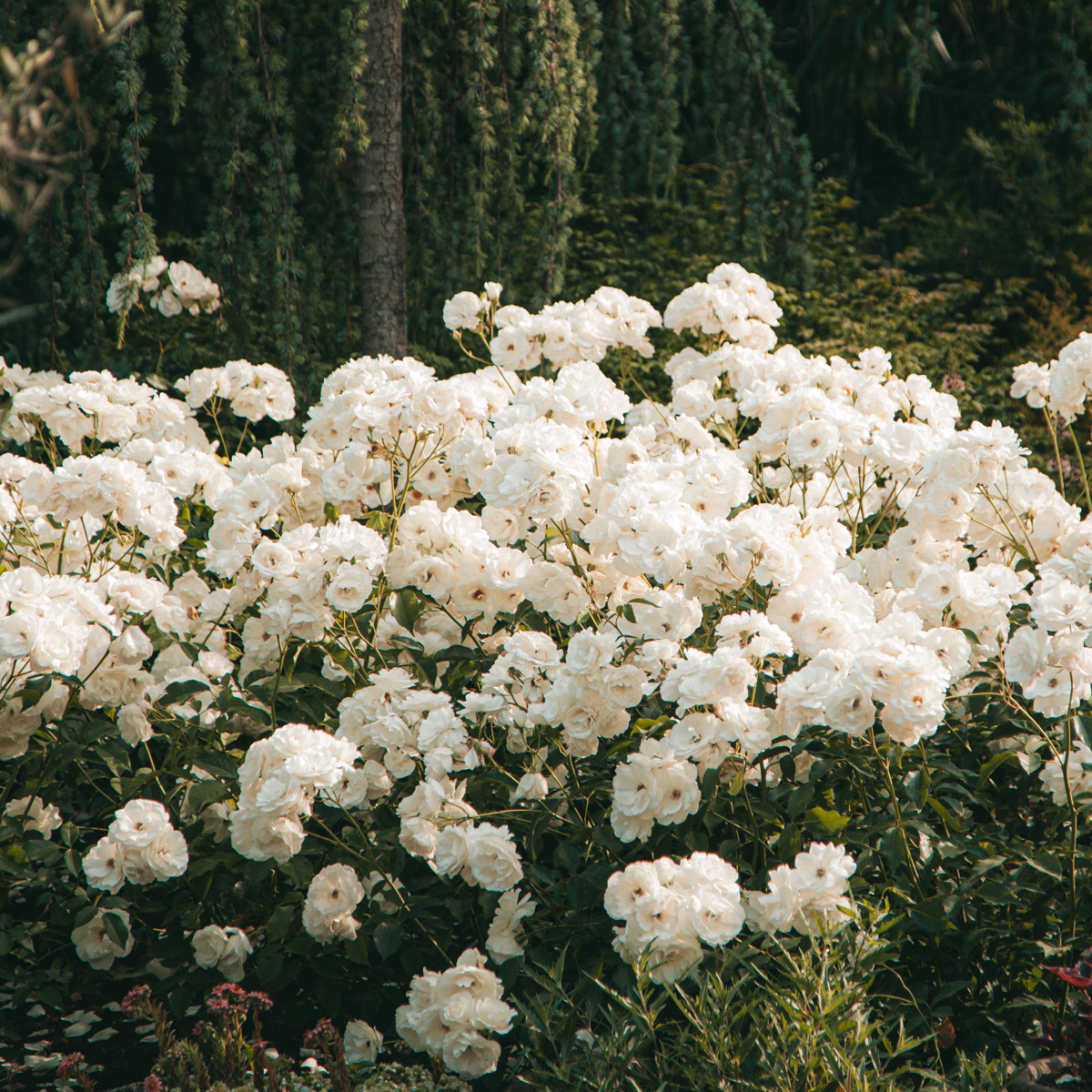 Buisson à fleurs - Set de 3 - Rhododendron 'Cunningham' - H25-40cm - ⌀9cm
