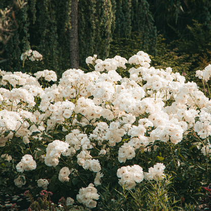Buisson à fleurs - Set de 3 - Rhododendron 'Cunningham' - H25-40cm - ⌀9cm