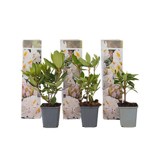 Rhododendrons - 3 pcs. - Rhododendron 'cunningham's white' - H25-40cm - ⌀9cm