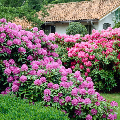 Buisson à fleurs - Set de 3 - Rhododendron catawbiense - Hauteur 25-40cm - ⌀9cm