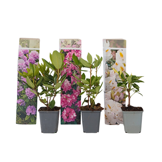 Rhododendrons - 3 pcs. - Rhododendron catawbiense - Height 25-40cm - ⌀9cm