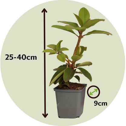 Rhododendrons - 6 pcs. - Rhododendron catawbiense - Height 25-40cm - ⌀9cm