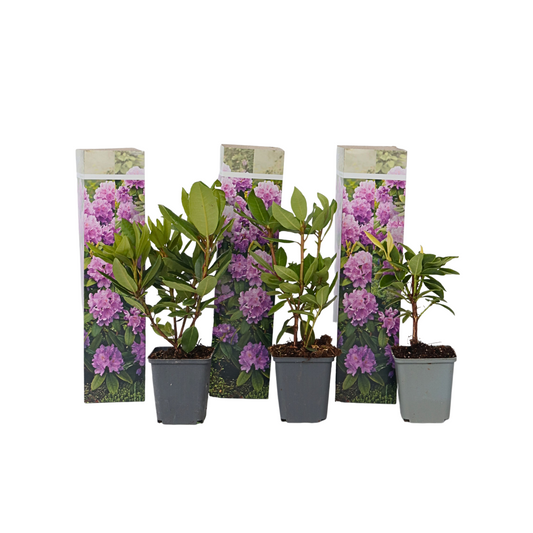 Rhododendrons - 3 pcs. - Rhododendron 'catawbiense purple' - H25-40cm - ⌀9cm