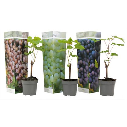Vigne à raisin - Set de 3 - Vitis vinifera - Hauteur 25-40cm - ⌀9cm