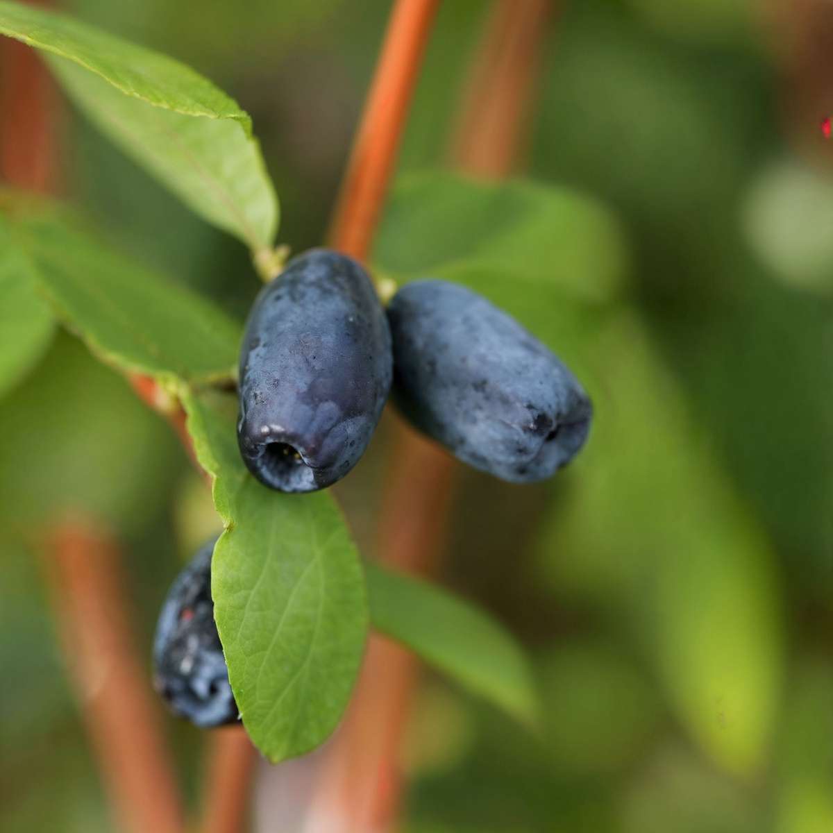 Chèvrefeuille - Set de 6 - Lonicera kamtchatica - Hauteur 25-40cm - ⌀9cm