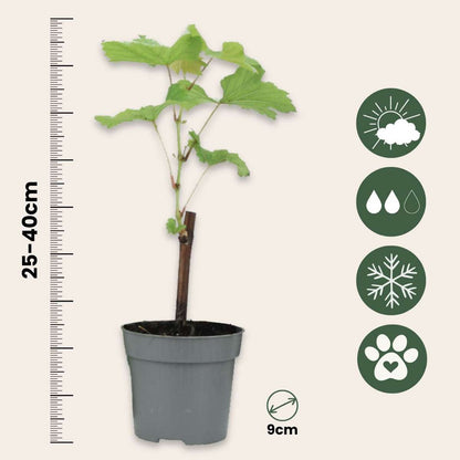 Common grape vine - 3 pcs. - Vitis vinifera 'Chardonnay' - Height 25-40cm - ⌀9cm