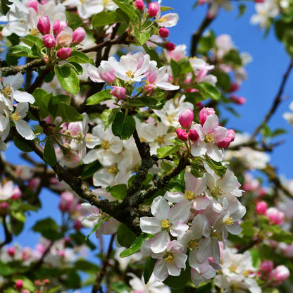 Pommier - Malus - Hauteur 60-80cm - ⌀15cm
