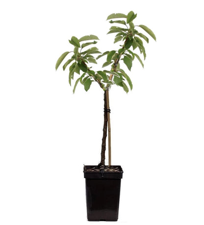 Pommier - Malus - Hauteur 60-80cm - ⌀15cm