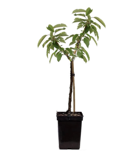 Apple tree - Malus - Height 60-80cm - ⌀15cm