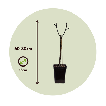 Pommier - Malus - Hauteur 60-80cm - ⌀15cm