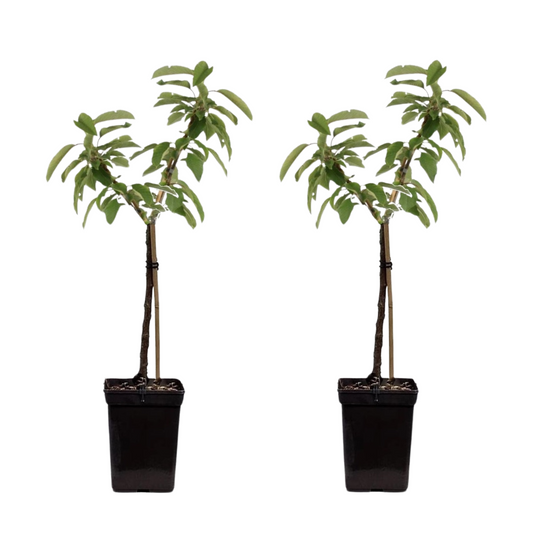 Apple tree - 2 pcs. - Malus - Height 60-80cm - ⌀15cm