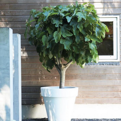 Figuier de Barbarie - Set de 2 - Ficus carica 'Brown Turkey' - H25-40cm - ⌀9cm