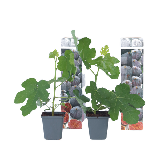Common fig - 2 pcs. - Ficus carica 'Brown Turkey' - Height 25-40cm - ⌀9cm