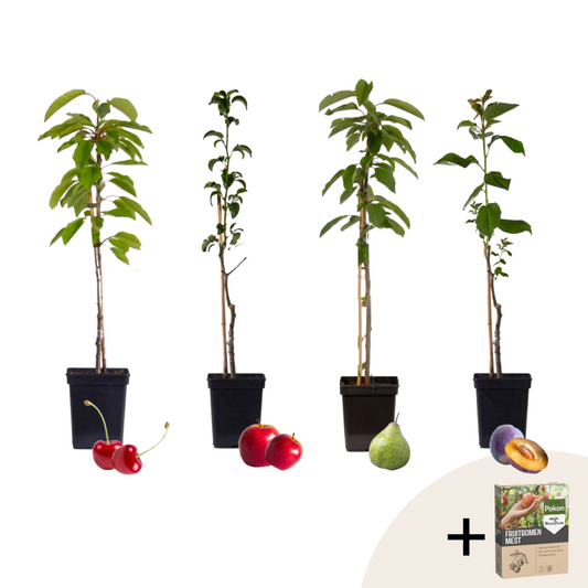 Fruit tree mix - 4 pcs. - Malus, Pryus, Prunus - Height 60-70cm - ⌀9cm