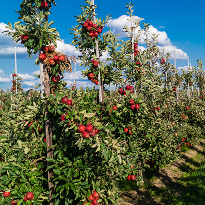 Mélange d'arbres fruitiers - Set de 8 - Malus, Pryus, Prunus - H60-70cm - ⌀9cm