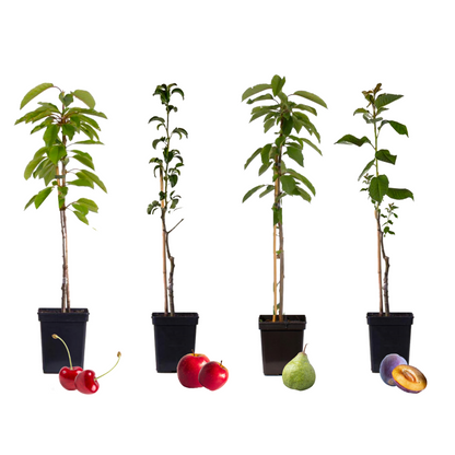 Arbres fruitiers -  x16 - Pommier, Cerisier, Poirier et Prunier - 60-70cm - ⌀9cm