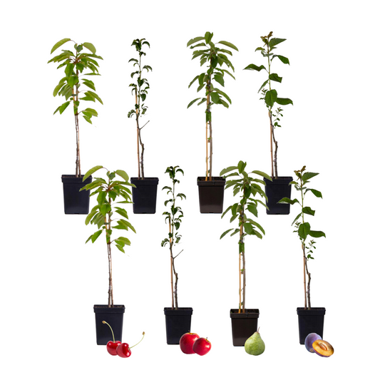 Fruit tree mix - 8 pcs. - Malus, Pryus, Prunus - Height 60-70cm - ⌀9cm