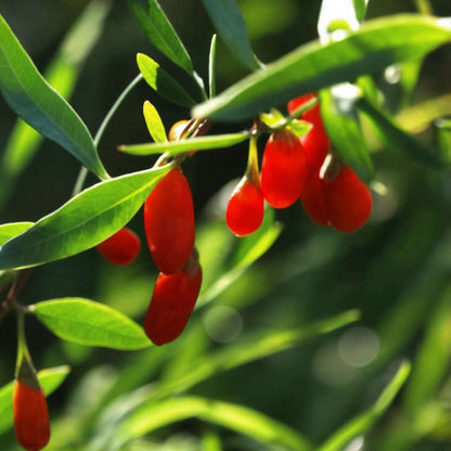 Baie de Goji - Set de 6 - Lycium barbarum - Hauteur 25-40cm - ⌀9cm