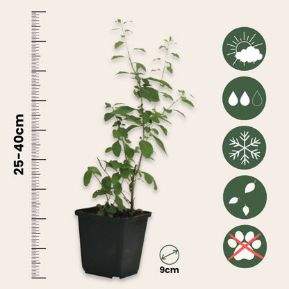 Baie de Goji - Set de 6 - Lycium barbarum - Hauteur 25-40cm - ⌀9cm