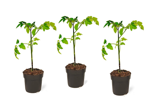 Tomato - 3 pcs. - Lycopersicon lycopersicum 'Heartbreaker' - H20-30cm - ⌀10,5cm
