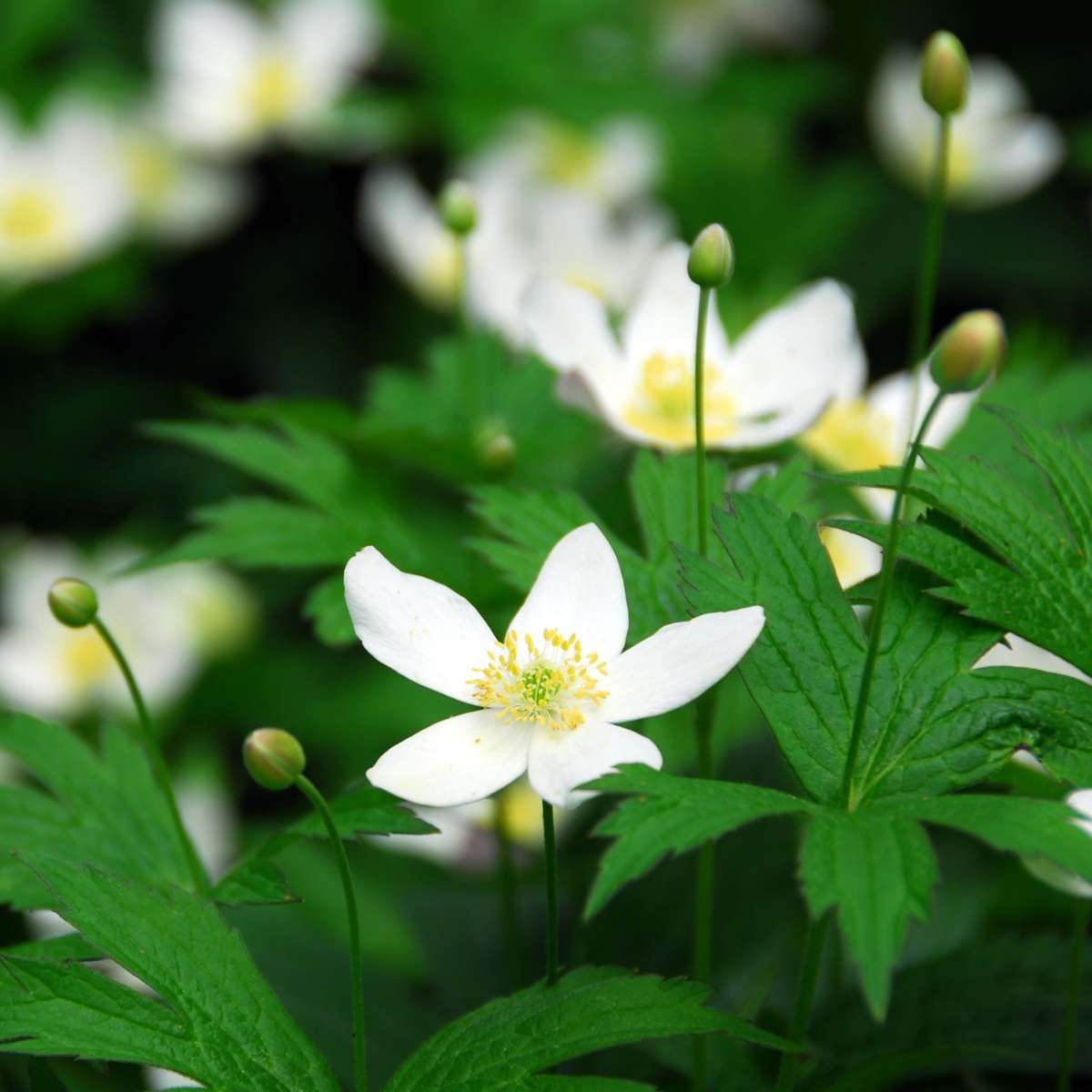 Rose de Noël - Set de 6 - Helleborus niger 'Mont Blanc' - H20-30cm - ⌀12cm
