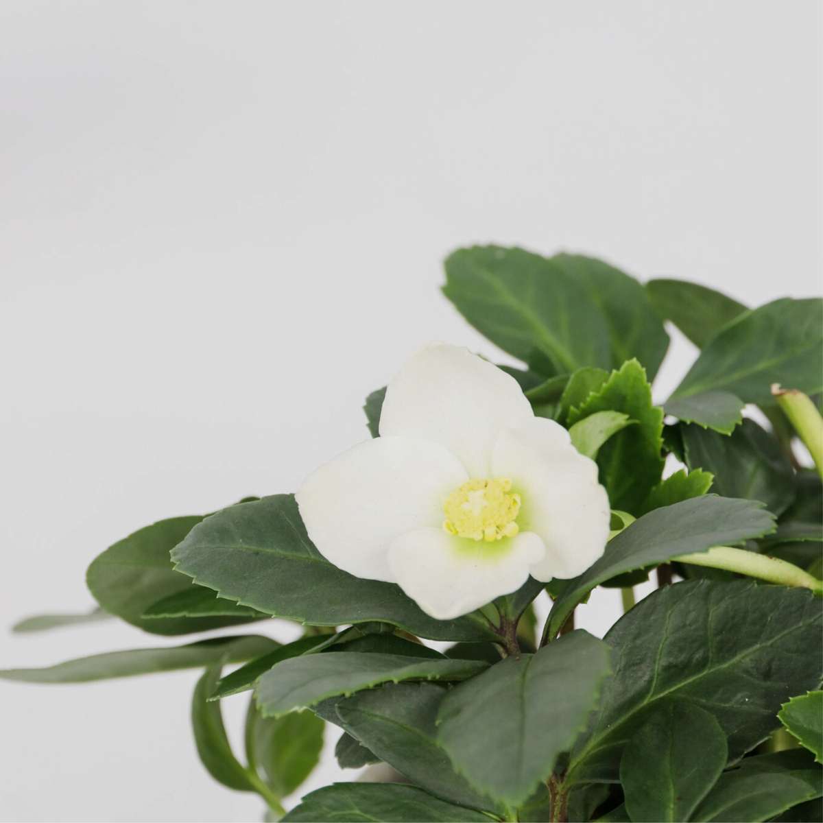 Rose de Noël - Set de 6 - Helleborus niger 'Mont Blanc' - H20-30cm - ⌀12cm