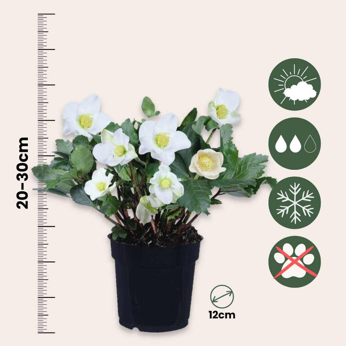 Rose de Noël - Set de 6 - Helleborus niger 'Mont Blanc' - H20-30cm - ⌀12cm
