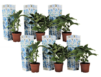 Hortensia - Set de 6 - Hydrangea macrophylla 'Bavaria' - Hauteur 25-40cm - ⌀9cm