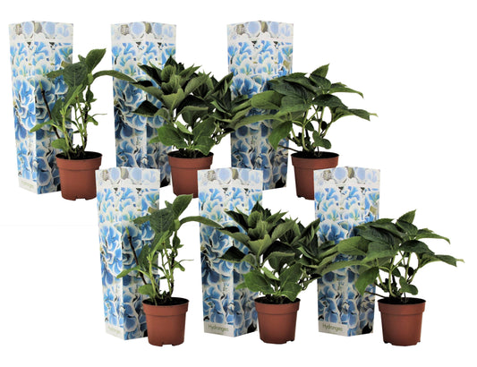 Hortensia - Set de 6 - Hydrangea macrophylla 'Bavaria' - Hauteur 25-40cm - ⌀9cm