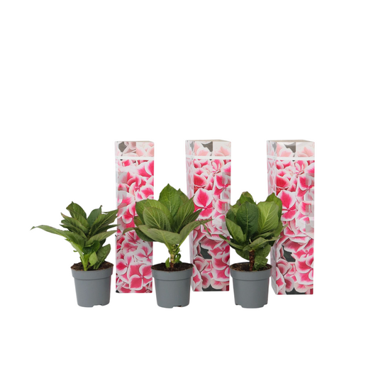 Hortensia - Set de 3 - Hydrangea macrophylla 'Camilla' - Hauteur 25-40cm - ⌀9cm - TD Plantz