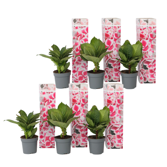 Hortensia - Set de 6 - Hydrangea macrophylla 'Camilla' - Hauteur 25-40cm - ⌀9cm - TD Plantz