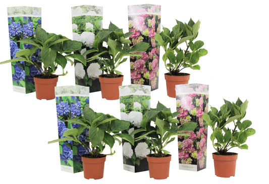 Hortensia - 6 pcs. - Hydrangea macrophylla - Height 25-40cm - ⌀10,5cm