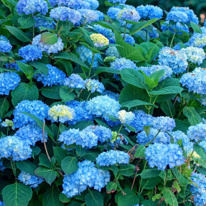 Hortensia - Set de 6 - Hydrangea macrophylla 'Early Blue' - H25-40cm - ⌀9cm